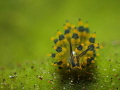   Stiliger ornatus  